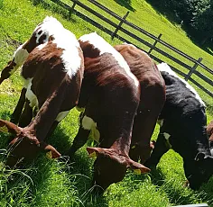 Bichlbauer 10